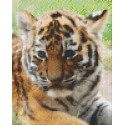 Tiger Cub Face